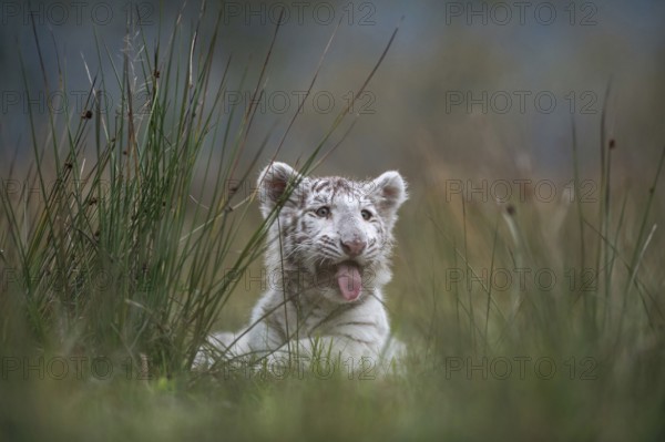In the tall grass... Royal Bengal tiger (Panthera tigris), young animal looking around, panting