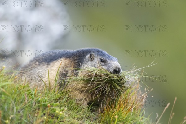 Alpine marmot (Marmota marmota) in autumn, Grossglockner, High Tauern National Park, Austria,