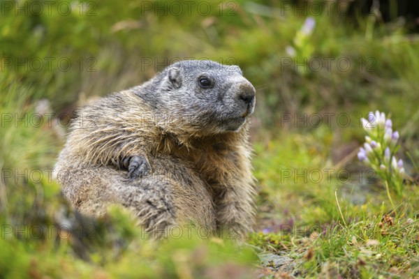 Alpine marmot (Marmota marmota) in autumn, Grossglockner, High Tauern National Park, Austria,