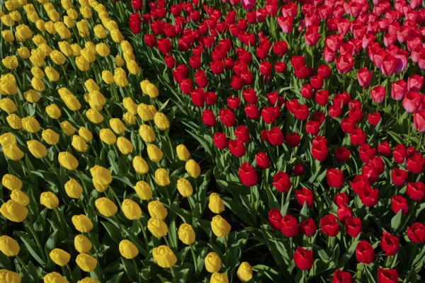 Close-up of yellow and red tulips in full bloom. The colours are vibrant and vivid, Keukenhof,