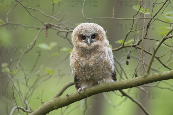 Looks expectantly... tawny owl (Strix aluco), young bird, branchling, young owl, young owl, young
