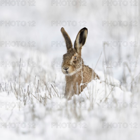 Hidden behind stalks... Brown hare (Lepus europaeus), hare sits in winter in a meadow in the snow,
