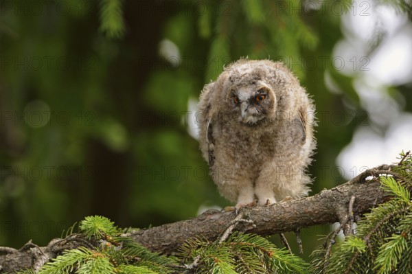 Little goblin... Long-eared owl (Asio otus), young, almost fledged owl, branchling in a tree,