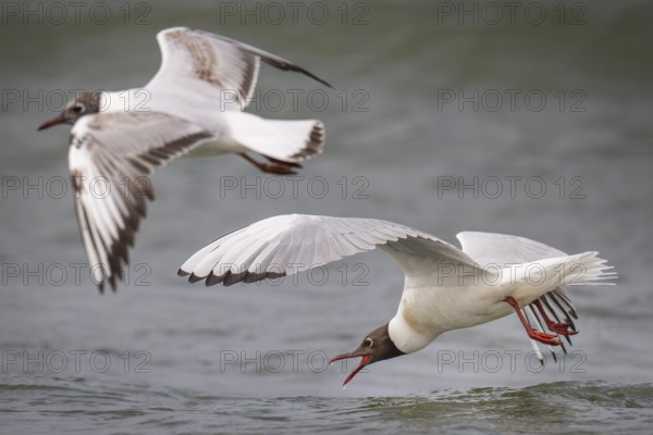 Black-headed gulls (Chroicocephalus ridibundus) in summer plumage, flying over the surf, looking