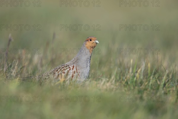 Always on the lookout... Grey partridge (Perdix perdix) walks cautiously and vigilantly through a