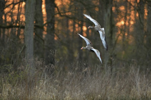 After sunset... Greylag geese (Anser anser), wild geese flying to their roosts in the reeds, pair,