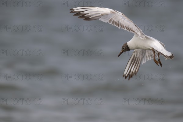 One-year-old Black-headed Black-headed Gull (Chroicocephalus ridibundus) in summer plumage, in