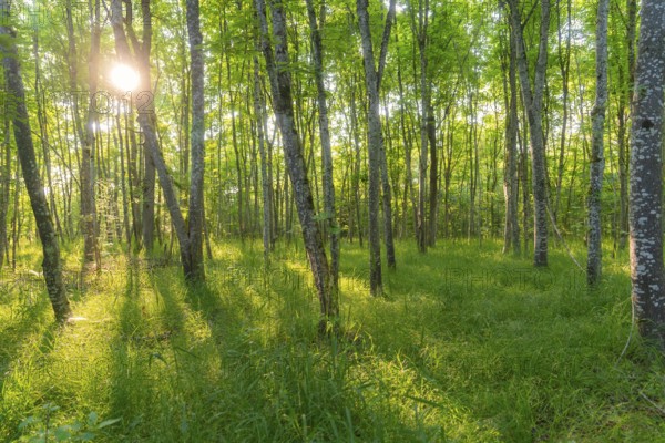 Birch forest scene with sunbeams shining through green foliage, Gechingen, Black Forest, Germany,