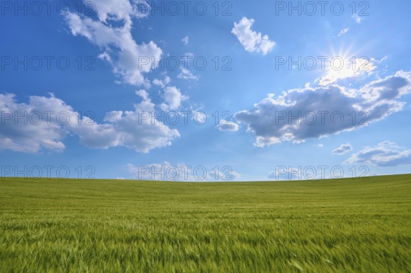 Green grain field under bright sun and cloudy sky, summer, Thüngen, Main Spessart district,