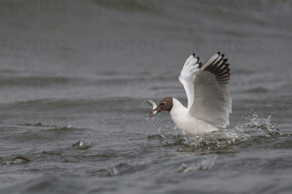 Black-headed gull (Chroicocephalus ridibundus) in summer plumage, swimming with a small fish in its