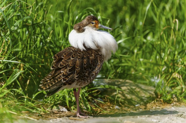 A bird with colourful plumage stands in a meadow in the sunlight, Ruff (Calidris pugnax, Syn.: