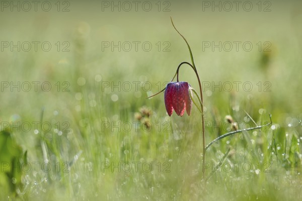 Snake's Head Fritillary or lapwing (Fritillaria meleagris), flower protruding from a green, dewy