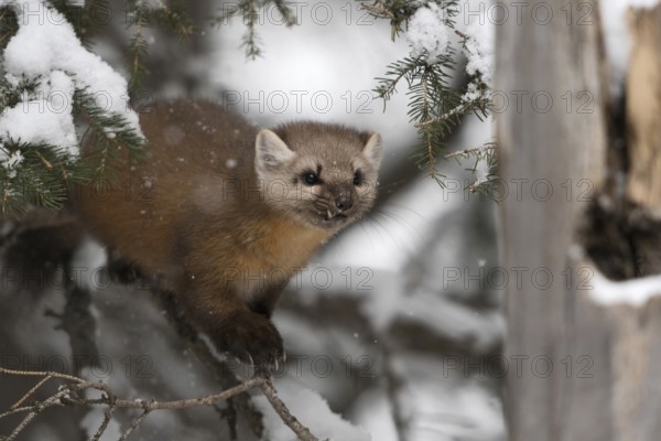 Fierce look... American pine marten (Martes americana) in winter during snowfall, in a coniferous