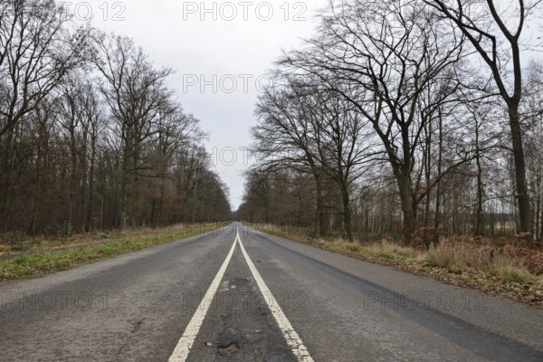Where does the road lead... View over the already closed old L276 road in Hambach Forest. The