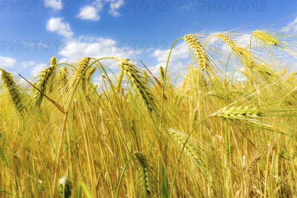 Grain field, in front of harvest, barley, near Bottrop-Kirchhellen, North Rhine-Westphalia,