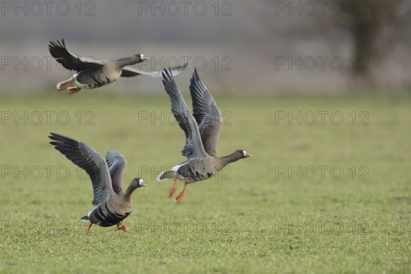 Geese taking off... White-fronted geese (Anser albifrons), wild geese take off after feeding in a