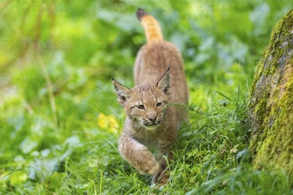 Eurasian lynx (Lynx lynx) youngster on a meadow, Bavaria, Germany, Europe