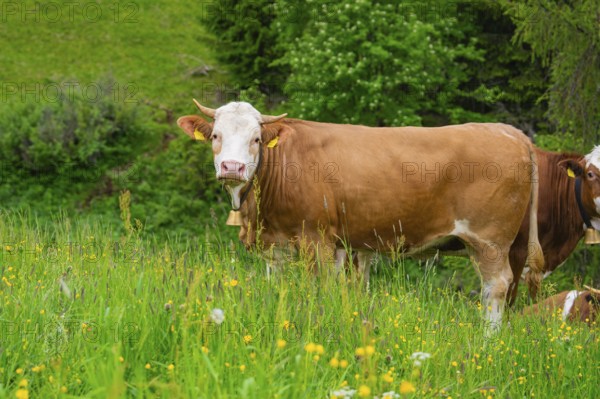 Brown cow on a flowering meadow in a natural landscape, Alpe di Siusi, South Tyrol, Dolomites,