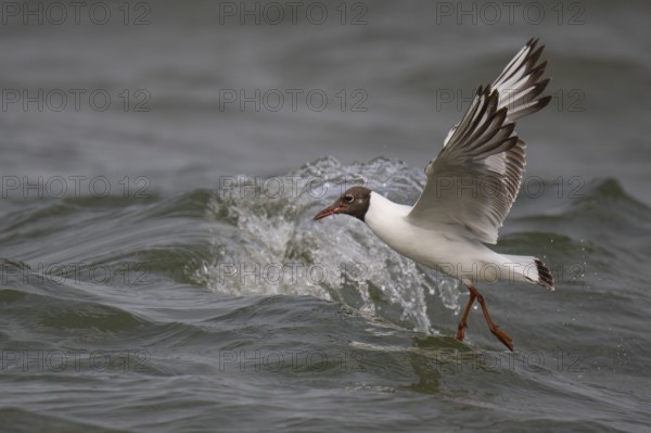 Black-headed gull (Chroicocephalus ridibundus) in summer plumage, flying above the sea surface,