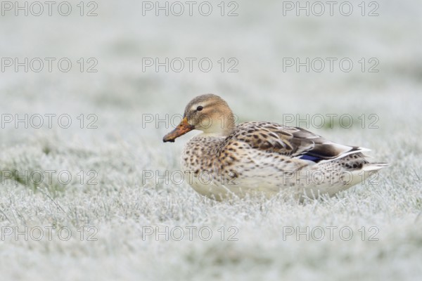 Beautifully marked... Mallard (Anas platyrhynchos), best known and almost everywhere common wild