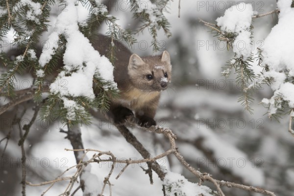 In the tree... American pine marten (Martes americana) in the snow, marten balances on the thin