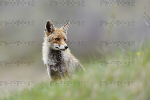 Undecided... Red fox (Vulpes vulpes) sitting on a slope in the grass, looking around indecisively,