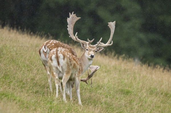 European fallow deer (Dama dama) stags on a meadow, tirol, Kitzbühel, Wildpark Aurach, Austria,