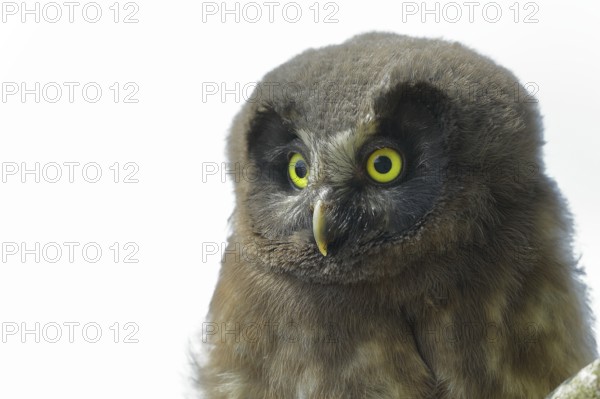 Great Horned Owl (Aegolius funereus), young bird, animal portrait, North Rhine-Westphalia, Germany,