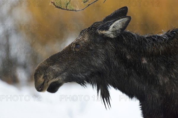 Moose (Alces alces), cow moose, head portrait of an adult female, on a rainy day in winter, soaked