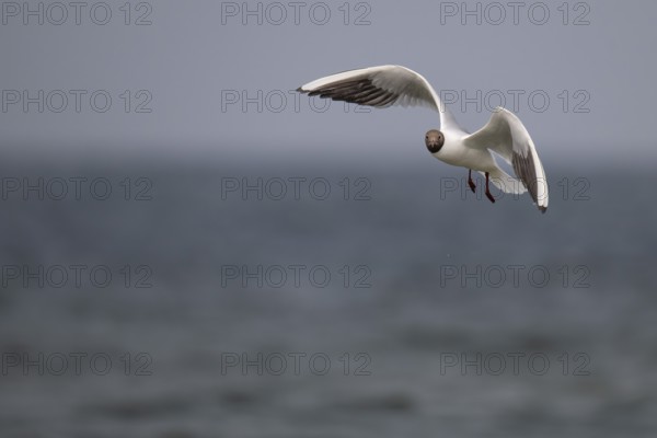 Black-headed gull (Chroicocephalus ridibundus) in summer plumage, flying above the sea surface,