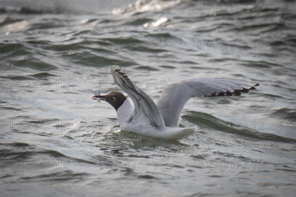 Black-headed gull (Chroicocephalus ridibundus) in summer plumage, swimming on the sea surface with