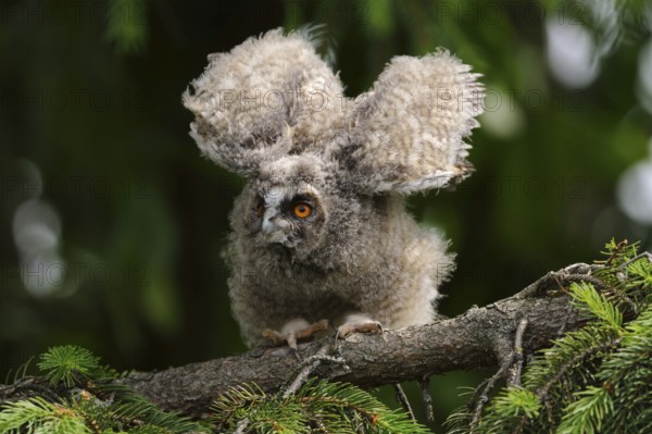 Just fledged... Long-eared owl (Asio otus), young owl, branchling, fledged young bird sits in a fir