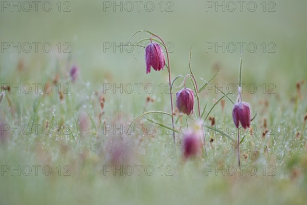 Snake's Head Fritillary or lapwing (Fritillaria meleagris), with dew on a damp meadow, soft and