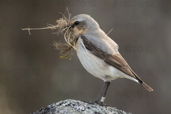 With nesting material in its beak... Wheatear (Oenanthe oenanthe), ringed bird, female prepares