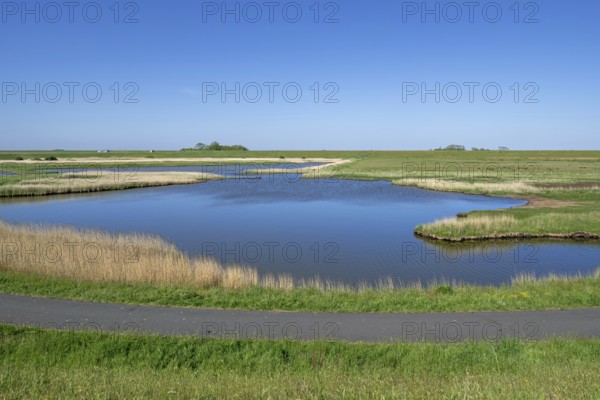 Path and pond in brackish polder at nature reserve Zandkes from Natuurmonumenten near