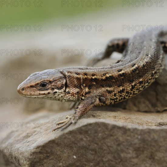 After hibernation... Wood lizard (Zootoca vivipara) sitting on a stone, on rocks, warming up in the