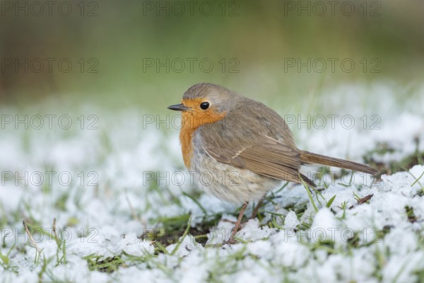 Sudden onset of winter... Robin (Erithacus rubecula) sits, perches with thickly fluffed up plumage