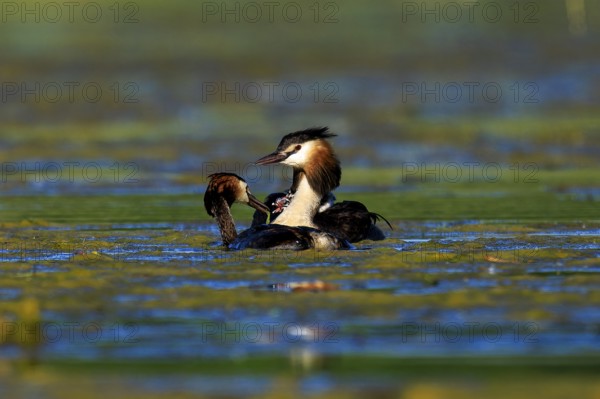 Great crested grebes interacting gently in the water, a scene full of family feeling and
