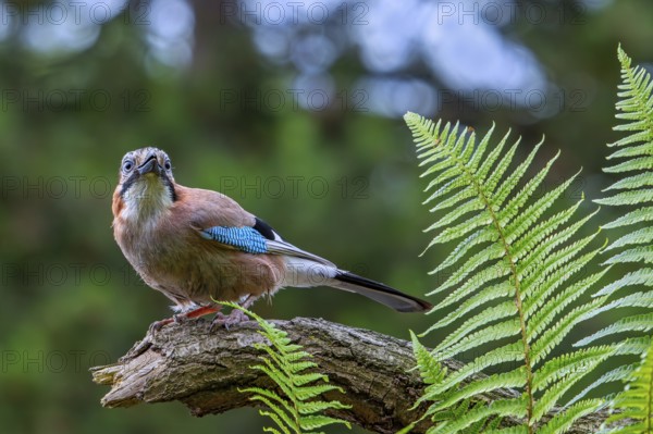 Eurasian jay, European jay (Garrulus glandarius, Corvus glandarius) perched on tree branch with