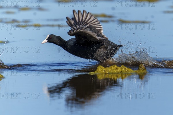 Eurasian Coot running through the water with spread wings, splashing water and blue sky are