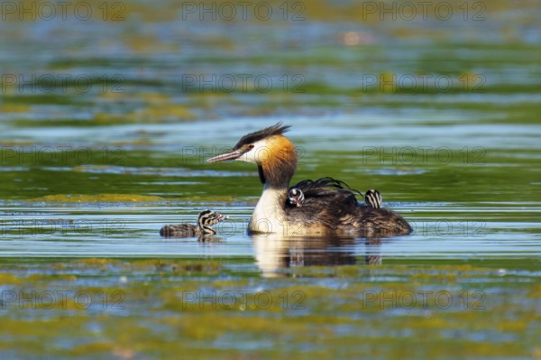 Great Crested Grebe with chicks next to each other in green water, Great Crested Grebe, (Podiceps