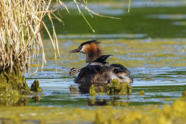 A bird with its chicks in the water, surrounded by reeds, in a natural environment, Great Crested