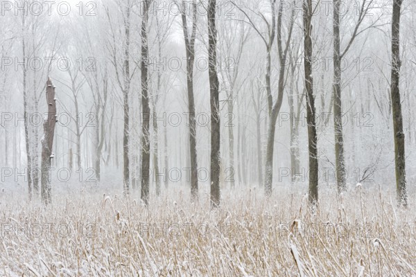 Onset of winter... Ilvericher Altrheinschlinge, Rheinkreis Neuss, snowy winter landscape in the