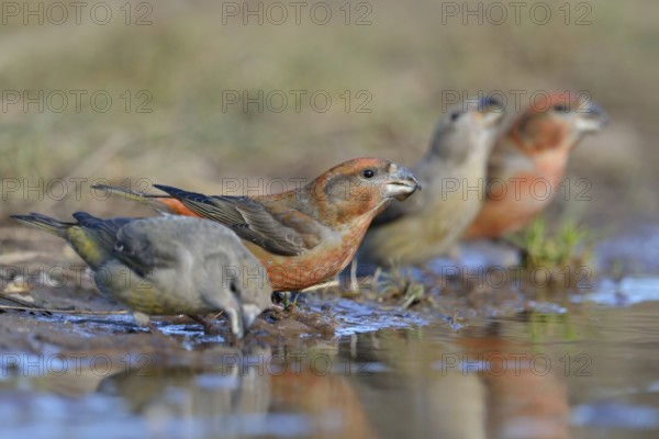 Small flock... Pine Crossbill (Loxia pytyopsittacus), Pine Crossbills, male and female sitting on