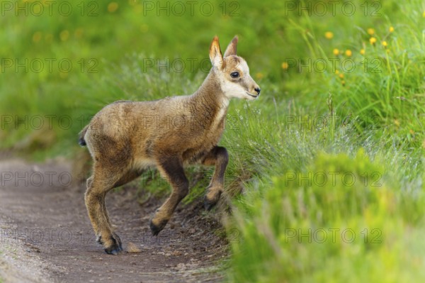 A young fawn on a path between lush, green meadows in spring, chamois, chamois, (Rupicapra