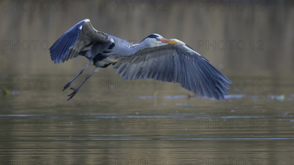 Grey heron (Ardea cinerea), adult heron in flight in front of reeds, Neckar valley,