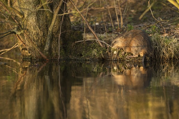 Naturalised... Muskrat * Ondatra zibethicus *, also called muskrat, invasive species in Germany,
