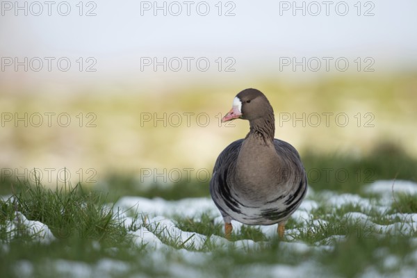 Wild goose... White-fronted goose (Anser albifrons) adult bird on a snow-covered meadow on the