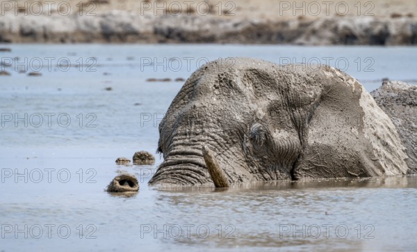 African elephant (Loxodonta africana), adult, swimming in a waterhole, animal portrait, Nxai Pan