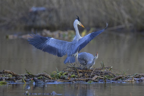 Grey heron (Ardea cinerea), breeding pair building a nest on the floating roots of the water lily,